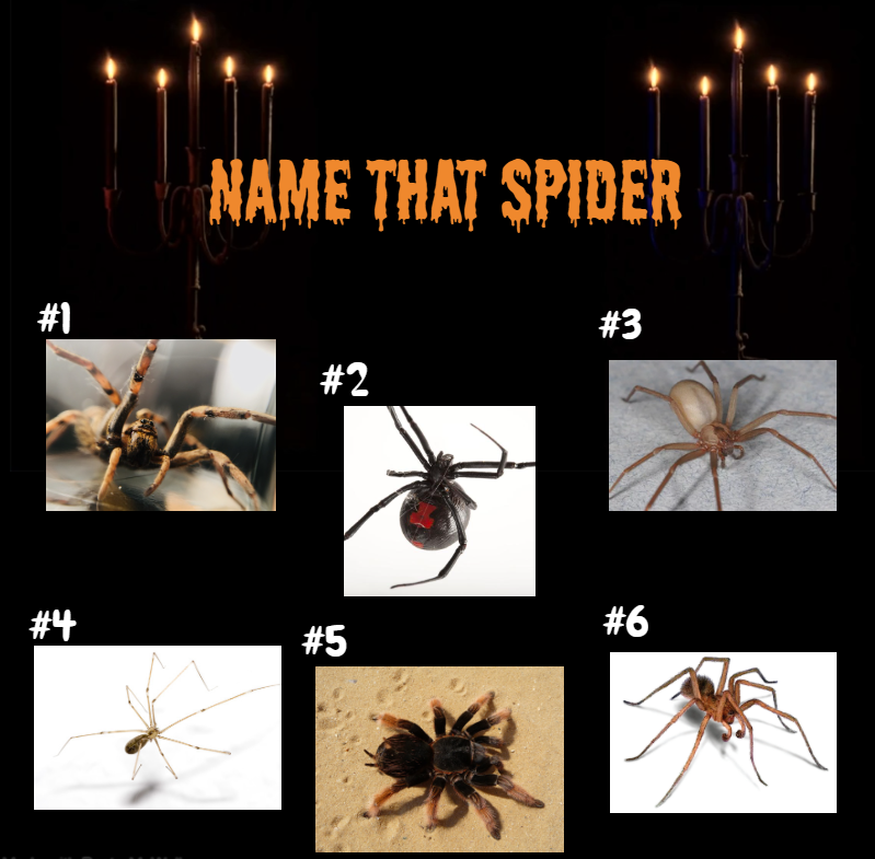 Name that spider fall 2020 contest
